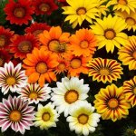 Gazania F1 Big Kiss Mix Seed - 100 Raw Seed