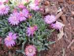 Ruschia Lineolata 6 Pack Tray