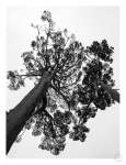 Japanese Garden 2 Art Print - A2