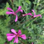 Pelargonium Ionidiflorum 4LT