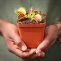 Venus Fly Trap 'B52 Canada.' Special Import. - Dormant Plant. 12CM Plastic Container.