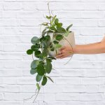 Hoya Australis - In 21CM Helia Planter