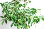 Ficus Benjamina Variegated Seedlings - 3 Plug Plants