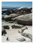 Boulders Beach Art Print - A3