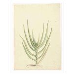 Historic Cactus 2 Art Print