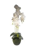 Orchid Plant 1.2M - White
