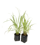 Lemon Grass 17CM Pot
