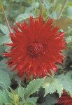 Dahlia Cactus – “ma Jolie” Bulbs