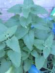 Catnip Seed - 1 G Raw Seed