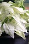 Hosta White Feather Improved Seedlings - 3 Plug Plants