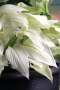 Hosta White Feather Improved Seedlings - 3 Plug Plants