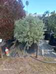 Rhagodia Hastata 50LT