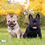 French Bulldog Wall Calendar 2026 12" X 24" Open Giftable Dog Calendar 2026 Thick & Sturdy Paper For Organizing & Planning Pacif