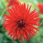 Dahlia Cactus – “red” Bulbs