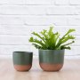 Bird's Nest Fern Crissie - In 16CM In Forest Green Pluto Planter