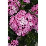 Dianthus Rocking Pink Magic - 10 Pelleted Seed