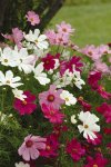 Cosmos Sonata F1 Mix Seed - 1000 Raw Seed