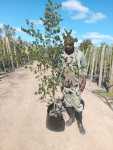 Ceratonia Siliqua 20LT