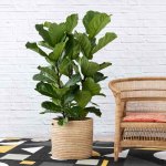 Fiddle Leaf Fig - 3 Stem - In Sinan Palm Leaf Basket