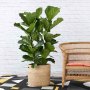 Fiddle Leaf Fig - 3 Stem - In Sinan Palm Leaf Basket