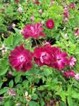 Burgundy Iceberg Rose Bush 10 Litres