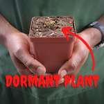 Venus Fly Trap 'jaws' - 2 Year Old Plant. 7.5CM Plastic Container.