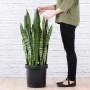 Mother In Law's Tongue - Extra Large - 32CM Nursery Pot