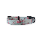 Dog Collar Hello Darling - Small Gold