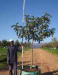 Click & Plant Online Nursery