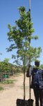 Heteropyxis Natalensis Lavender Tree 100LT