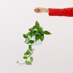 Jade Pothos - 20CM Hanging Nursery Pot