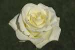 True Love Hybrid Tea Rose 5LT