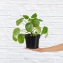 Chinese Money Plant - 14CM Nursey Pot
