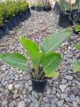 Strelitzia Nicolai 17CM Pot