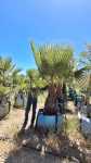 Mexican Fan Palm 250LT
