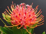 Scarlet Ribbon Leucospermum Pincushion 15CM Pot