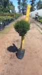 Leptospermum Alba Lollipop standard 10LT