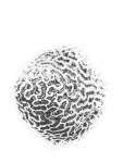Brain Coral Art Print - Matte Fine Art Print No Frame A2