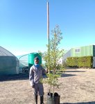 Syzygium Paniculatum 60LT Eugenia
