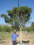 Ficus Rubiginosa 200LT