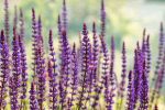 Salvia Nemorosa 15CM Pot