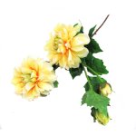 Dahlia Yellow