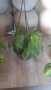 Heart Leaf Philodendron 20CM Hanging Basket