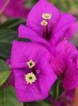 Bougainvillea Elizabeth 10LT