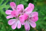 Pelargonium Capitatum 4LT