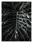 Jungle Art Print - A4