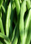 Beans Runner Lazy Housewife Runner Variety Seed - 200 G Raw Seed
