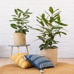 Treasure Tree - 24CM In Sinan Basket