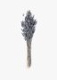 Bunny Tail Grass Decor Bunch