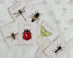 Insect Cards Set Of 15
